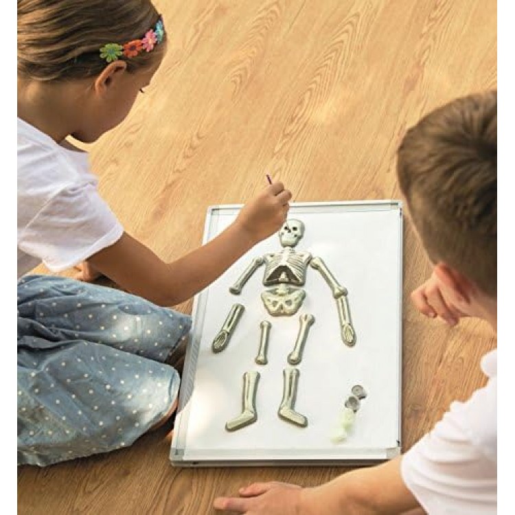 Parlayan Insan Iskeleti Magnet Seti İskelet Sistemini Öğretici Set